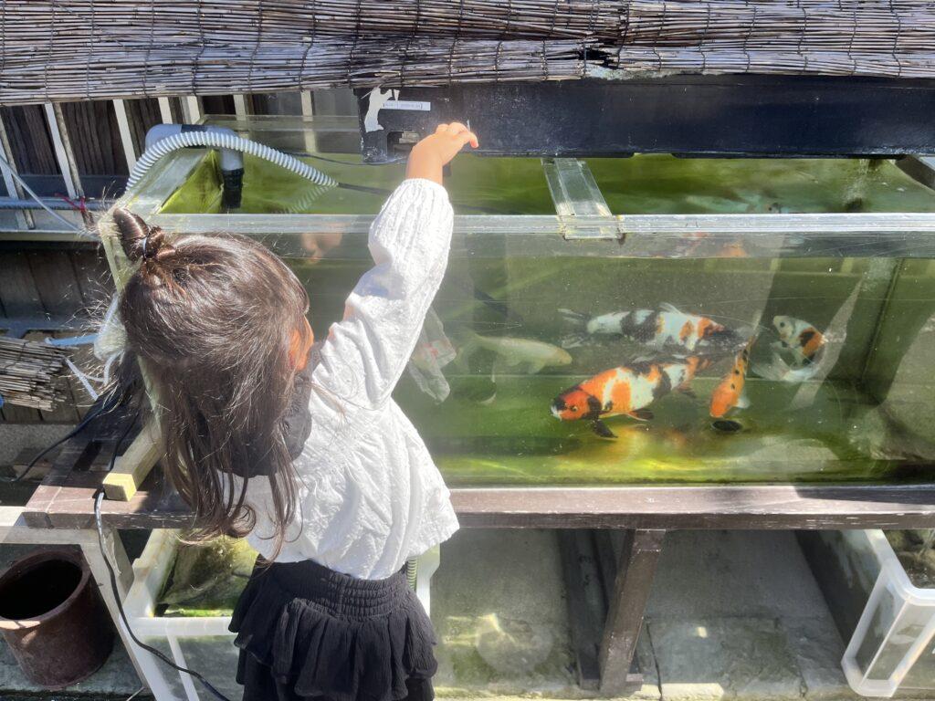淡路島福良の無料水族館ギョギョタウン