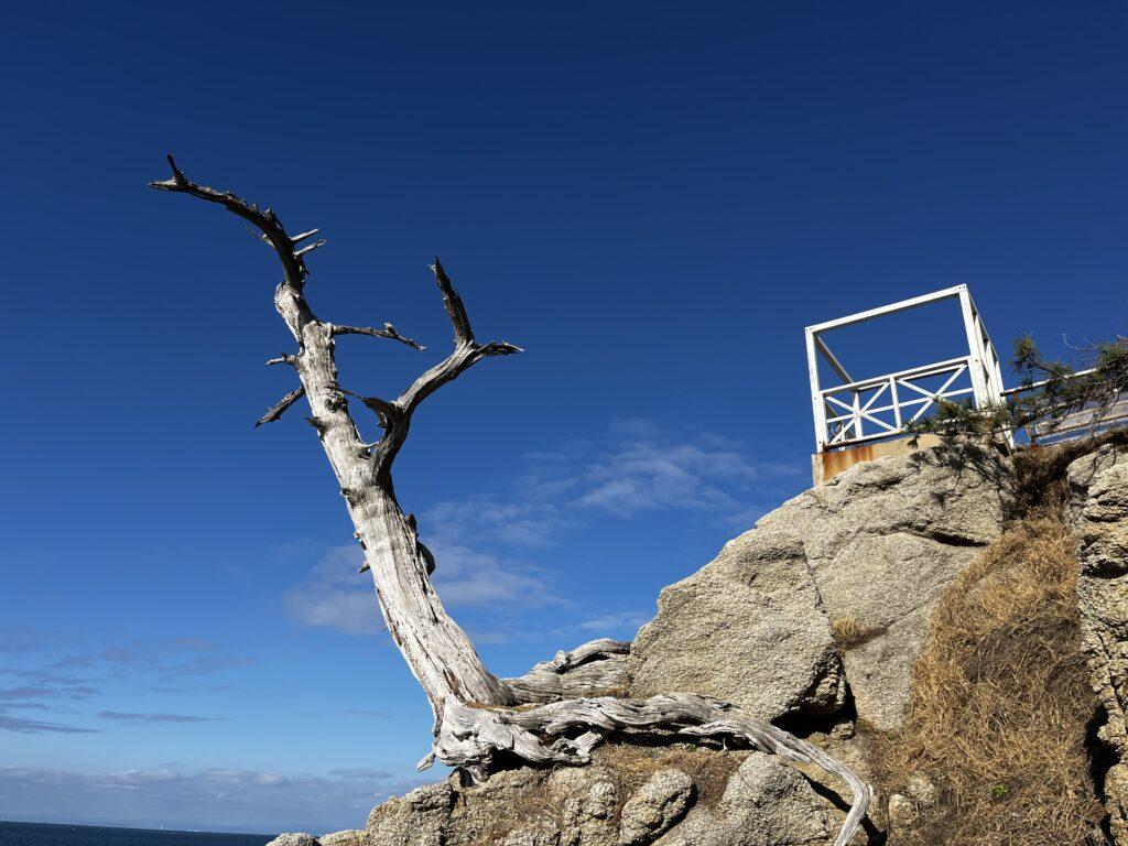 淡路島西海岸のパワースポット明神岬のシンボル イブキ